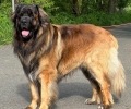 Altmark Leos Benjamin