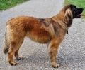 Annabel Löwe vom Würmtal