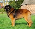 Fritz-Frisko-Alajo Leo vom Wolfsblick
